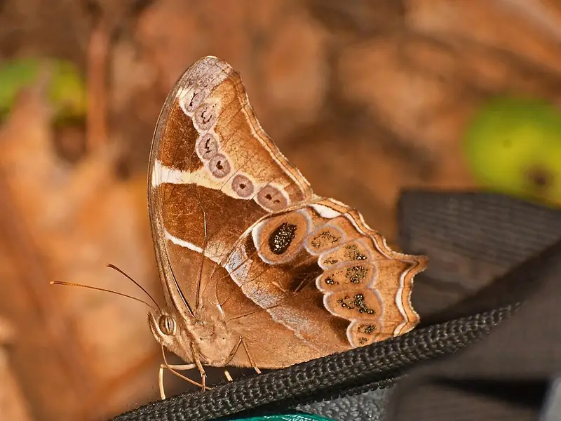 Europa Europa, example photo from Wikimedia Commons